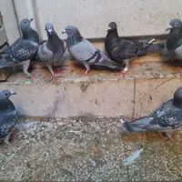 تعدادی کبوتر|پرنده|بهبهان, |دیوار