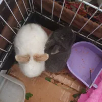 خرگوش لوپ بچه