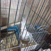 جوجه عروس هلندی لوتینو|پرنده|ری, اقدسیه|دیوار