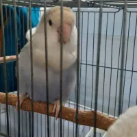 طوطی کوتوله برزیلی ،رنگ خاص،سالم،نوشهر|پرنده|نوشهر, |دیوار