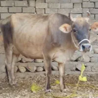 گاو جرسی اصل با گوساله نر بهترین جنس