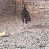 خروس ن س ل دا