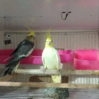 بک جفت عروس هلندی همراه تخم