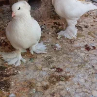 کبوتر سفید کاکلی پرپا شابالی