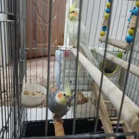 عروس هلندی جفت