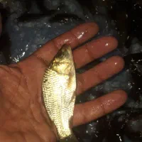 بچه ماهی کپور و آمور و غیره....|ماهی|اصفهان, الهیه|دیوار