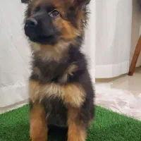 توله سگ ژرمن شپرد شولاین اصیل