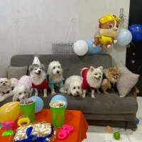 کارگر ساده پانسیون سگ|استخدام سرایداری و نظافت|تهران, دریا|دیوار