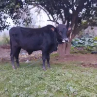 ورزا کوله آس|حیوانات مزرعه|کوچصفهان, |دیوار