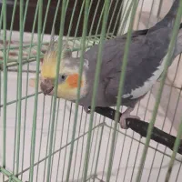 عروس هلندی نر|پرنده|فردیس, سپید دشت|دیوار