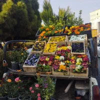 سمپاشی باغبانی|خدمات باغبانی و درختکاری|پردیس, فاز ۲|دیوار