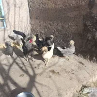 مرغ خروس لهستانی اصلی