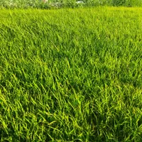 نشا برنج 300متر|خدمات باغبانی و درختکاری|دورود, |دیوار