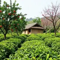 انواع محصولات شمال،رب آلوچه،رب انار،چای لاهیجان