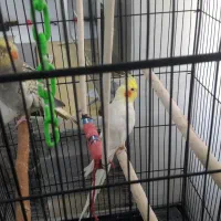 عروس طوطی|پرنده|قم, چهار امامزاده|دیوار