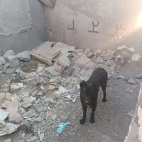 سگ قدرجونی|سگ|ورامین, ورامین|دیوار