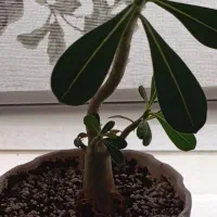 پرستاری از کودک در منزل خودم