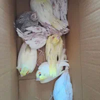 عروس|پرنده|لار, |دیوار