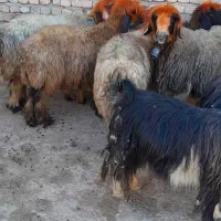 فروش میش بختیاری.( بز میش بره بزغاله)|حیوانات مزرعه|اردل, |دیوار