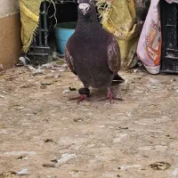 یک عدد کبوتر نر قورگی|پرنده|گنبد کاووس, |دیوار