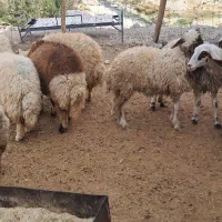 کاور