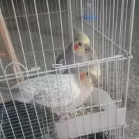 عروس هلندی یک جفت