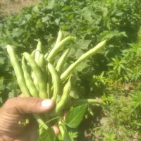 لوبیا سبز تازه نوشهر