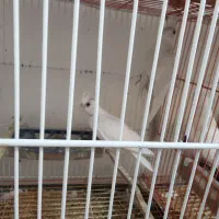 عروس هلندی البینیو|پرنده|گرگان, |دیوار