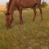 اسب|اسب و تجهیزات اسبسواری|مسجد سلیمان, |دیوار