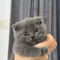 اسکاتیش فولد