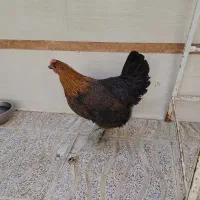 مرغ تخم گذار
