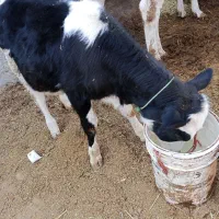 گوساله سیمینتال ماده|حیوانات مزرعه|قیدار, |دیوار