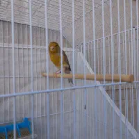 قناری نر|پرنده|امیدیه, |دیوار