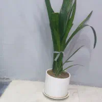 گل سانسوریا