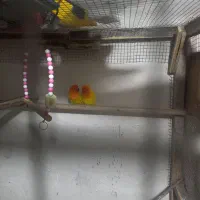 طوطی برزیلی