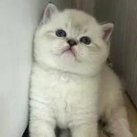 واگذاری گربه اسکاتیش بریتیش