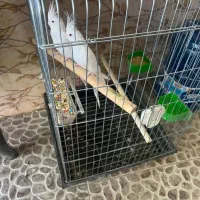 عروس  آلبینو وسینامون|پرنده|همدان, |دیوار