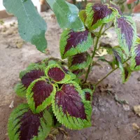 گل حسن یوسف|گل و گیاه طبیعی|بناب, |دیوار