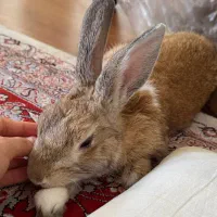 خرگوش نر بالغ|موش و خرگوش|ساری, |دیوار