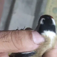 سهره|پرنده|تهران, منیریه|دیوار