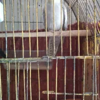 عروس هلندی نر و ماده|پرنده|کرباسک, |دیوار