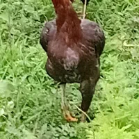 مرغ لار بااصالت