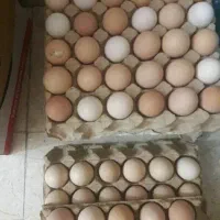 تخم مرغ برهما تحویل تهرانپارس