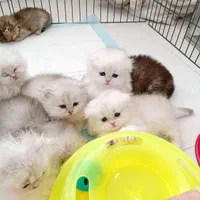 گربه اشرافی مجموعه میوهاپ|گربه|ساری, |دیوار