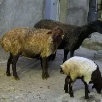 گوسفند جوان با بره|حیوانات مزرعه|ماهیدشت, |دیوار