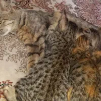 واگذاری گربه