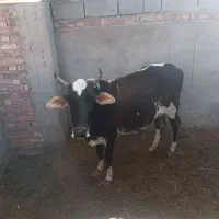 گاو گوساله فروشی|حیوانات مزرعه|جیرفت, |دیوار