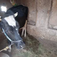 معاوضه گاوگوساله گوسفند باپرایدبار