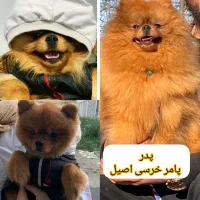 پامر نر خرسی جهت کشش