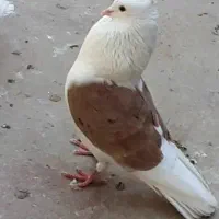 پرنده|پرنده|بروجرد, |دیوار